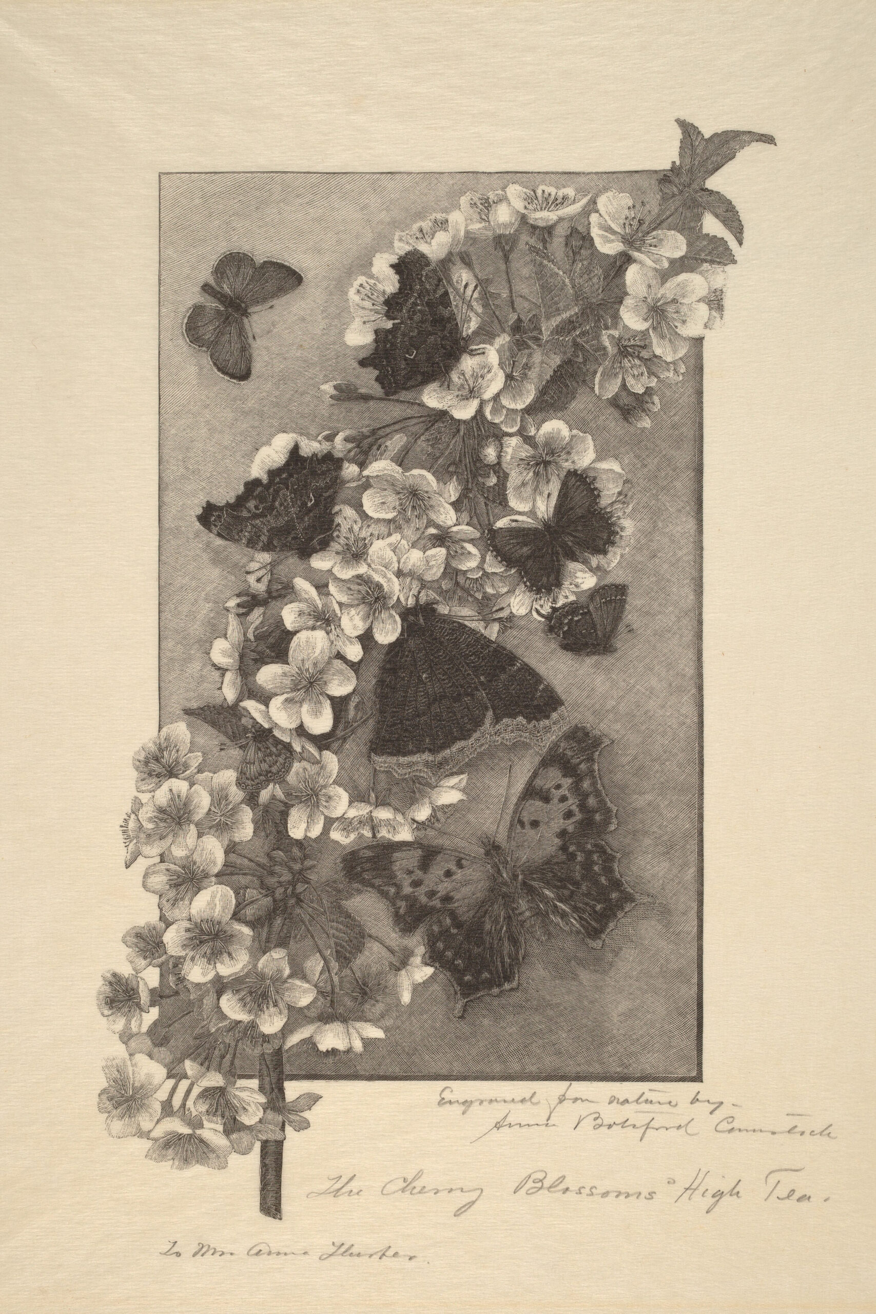 The Cherry Blossoms “High Tea” Anna Botsford Comstock (1890)