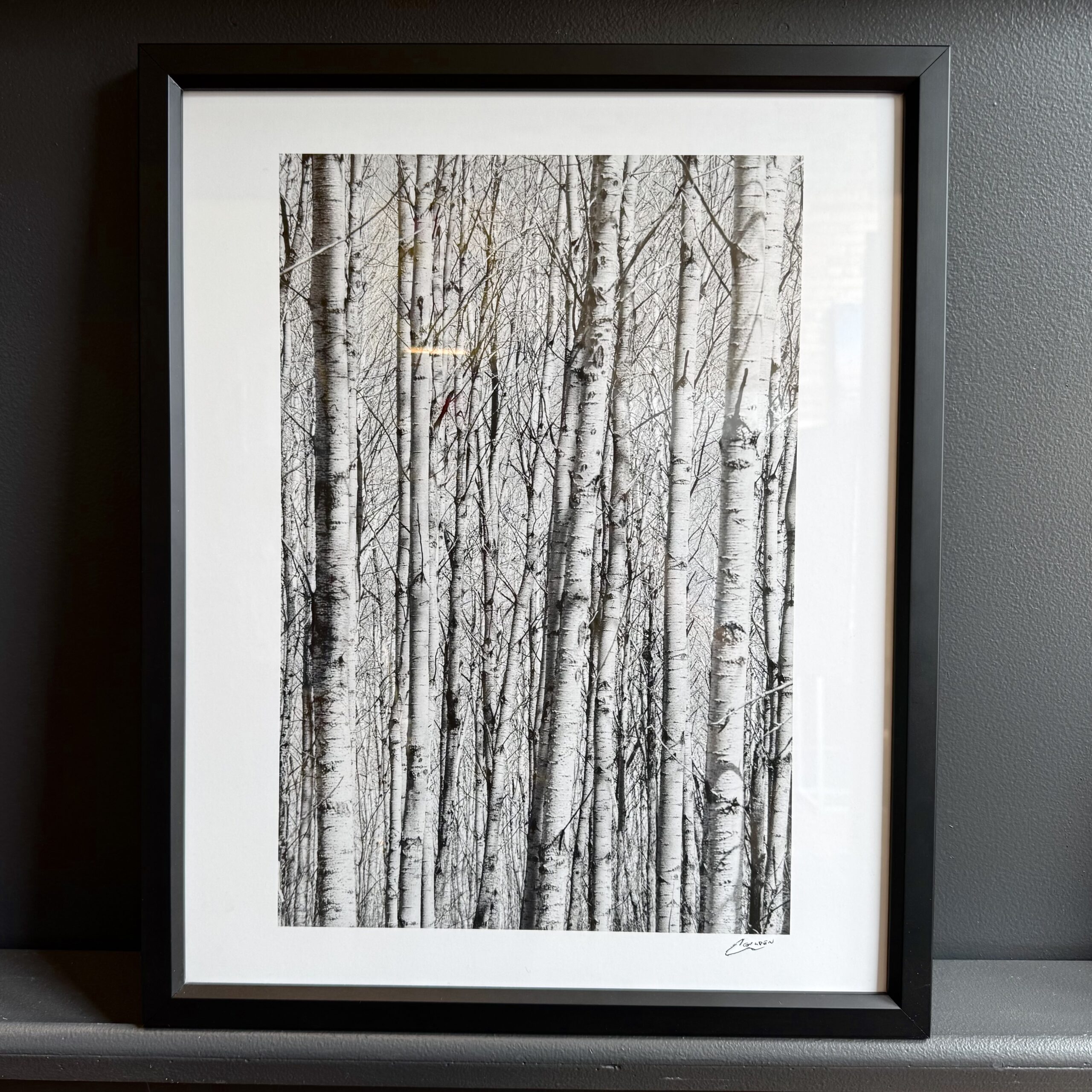 Birch Forest — Michigan — Avram Golden Photography